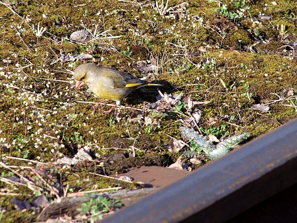 Grnling(Carduelis chloris)auch Grnfink genannt, sucht im aufgelassenen Anschlugleis nach Futter;110403