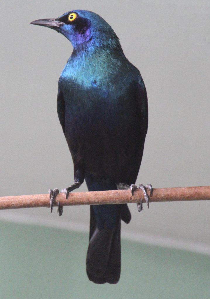 Grnschwanz-Glanzstar (Lamprotornis chalybaeus) am 11.3.2010 im Zoo Berlin.