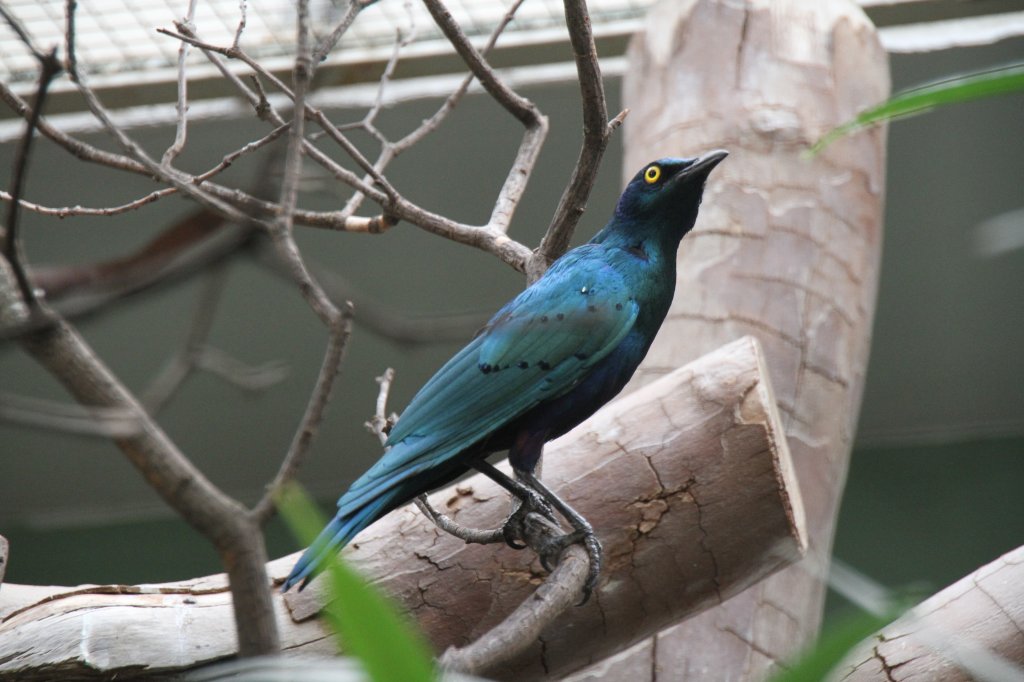 Grnschwanz-Glanzstar (Lamprotornis chalybaeus) am 11.3.2010 im Zoo Berlin.