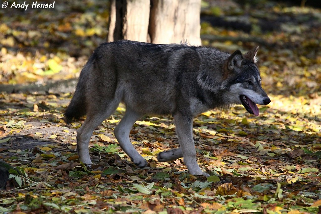 Grundnahrung des Wolfes bilden im grten Teil des Verbreitungsgebietes mittelgroe bis groe pflanzenfressende Sugetiere.