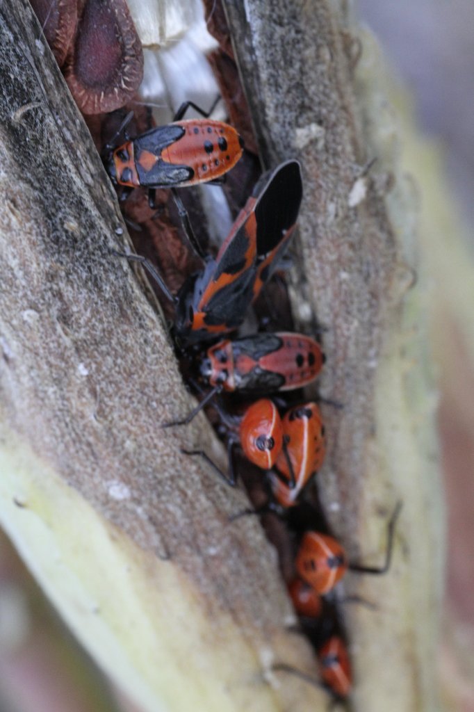 Gruppe von kleinen Milkweed-Wanzen (Lygaeus kalmii) am 29.10.2010 bei Milton,Ontario.