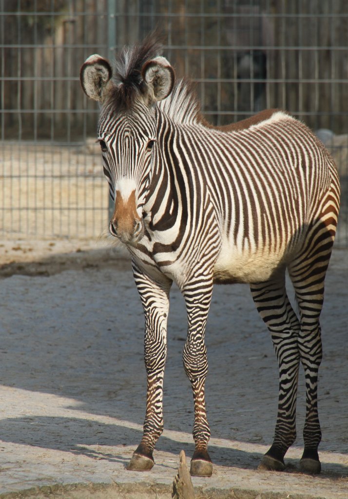 Grvy-Zebra (Equus grevyi) am 10.3.2010 im Zoo Berlin.