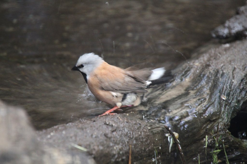 Grtelgrasfinken (Poephila cincta) beim Baden. Zoo Berlin am 11.3.2010.