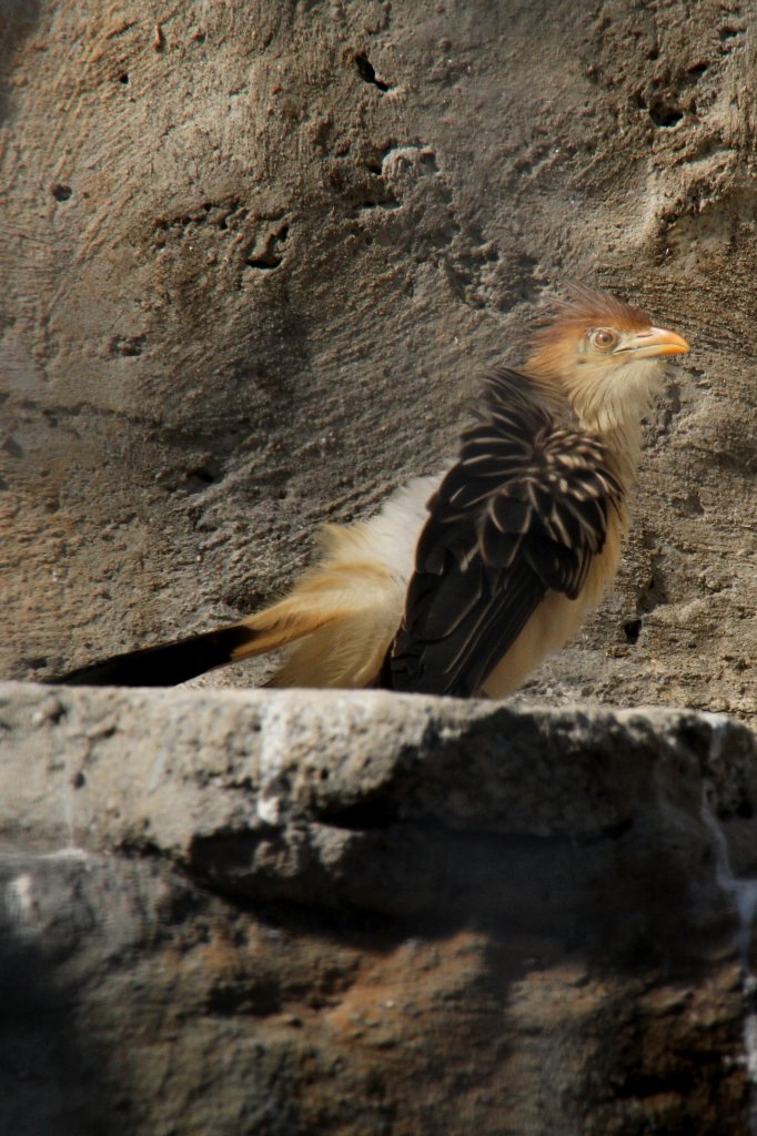 Guirakuckuck (Guira guira) am 19.3.2010 im Zoo Basel.