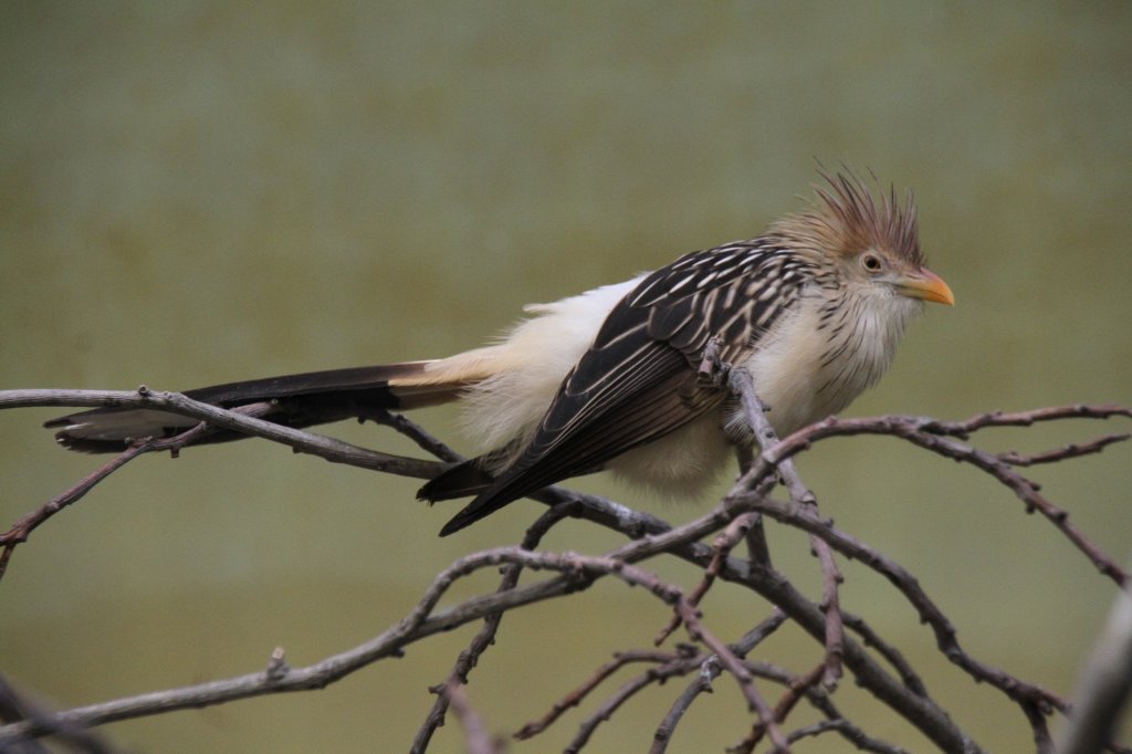 Guirakuckuck (Guira guira) am 19.3.2010 im Zoo Basel.