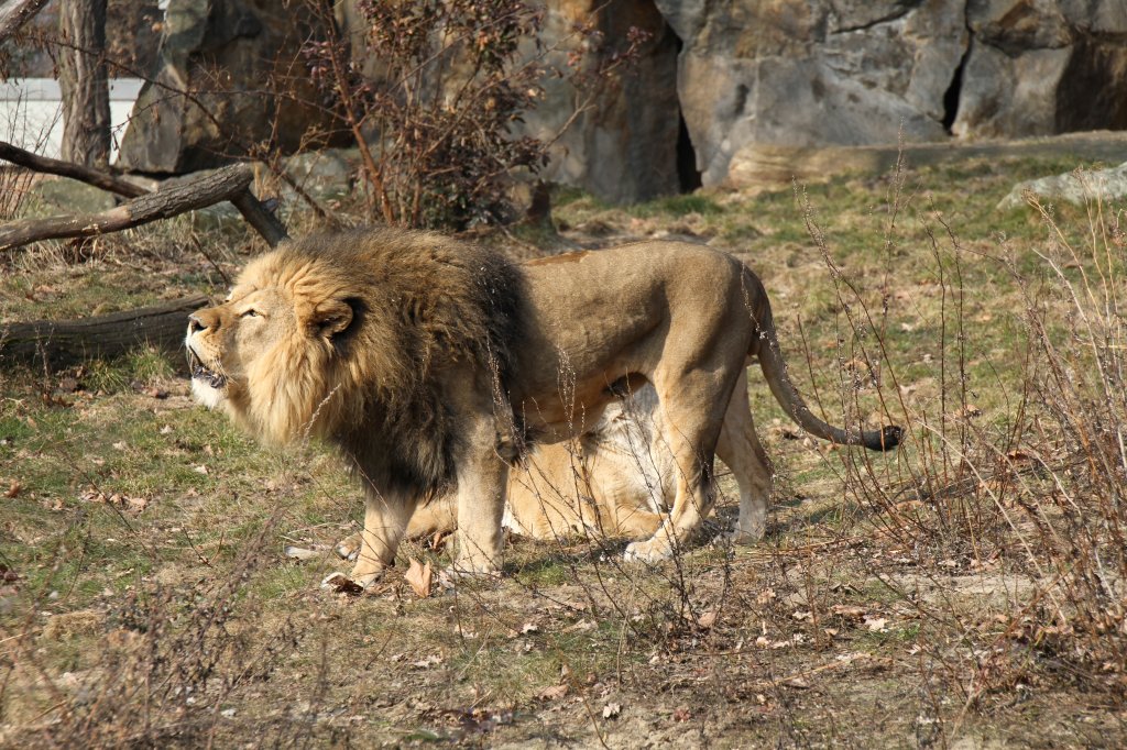 Gut gebrllt Lwe? Und wofr das ganze? Berberlwe (Panthera leo leo) am 11.3.2010 im Zoo Berlin.