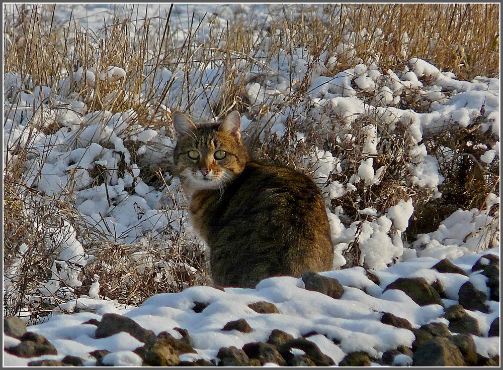 Gut getarnt an der Bahnstrecke. 26.01.10 (Jeanny)