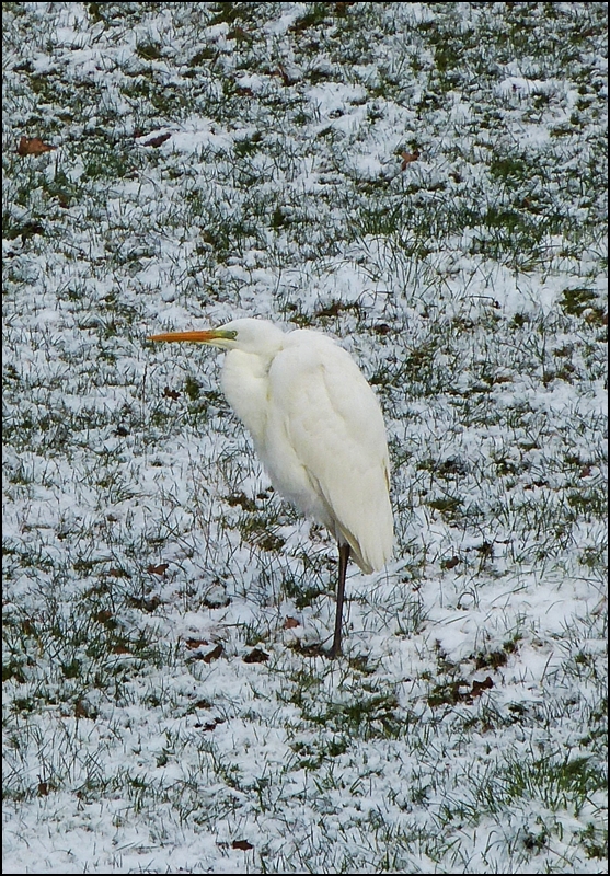 Gut getarnt stand ein Silberreiher (Casmerodius albus) am 14.01.2013 in einer Wiese in der Nhe des Himmelbachs in Erpeldange/Wiltz (L). (Jeanny)