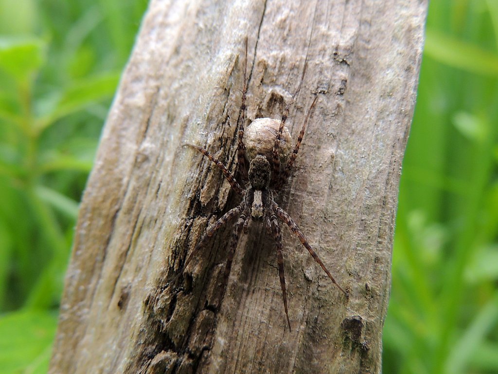 Guter Tarnungsknstler diese braune Spinne; 130621