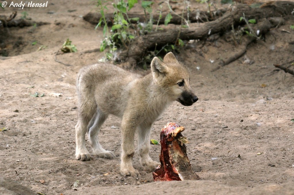  Hab' vorhin ein Schaf gerissen.....war lecker. Das ist der Rest.  Polarwolfwelpe