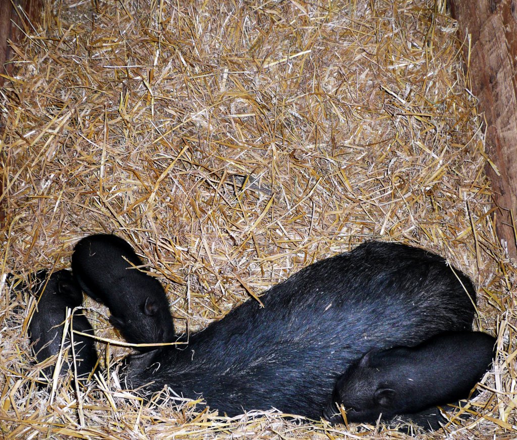 Hngebauchschwein mit Babys in Gera Tierpark