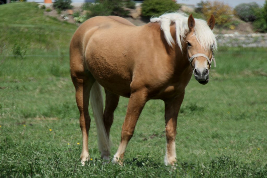 Haflinger am 26.4.2010 bei Karlsdorf-Neuthard.