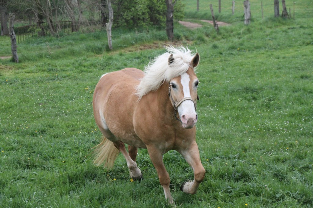 Haflinger auf einer Weide in Kleinheringen am 1.5.2010.