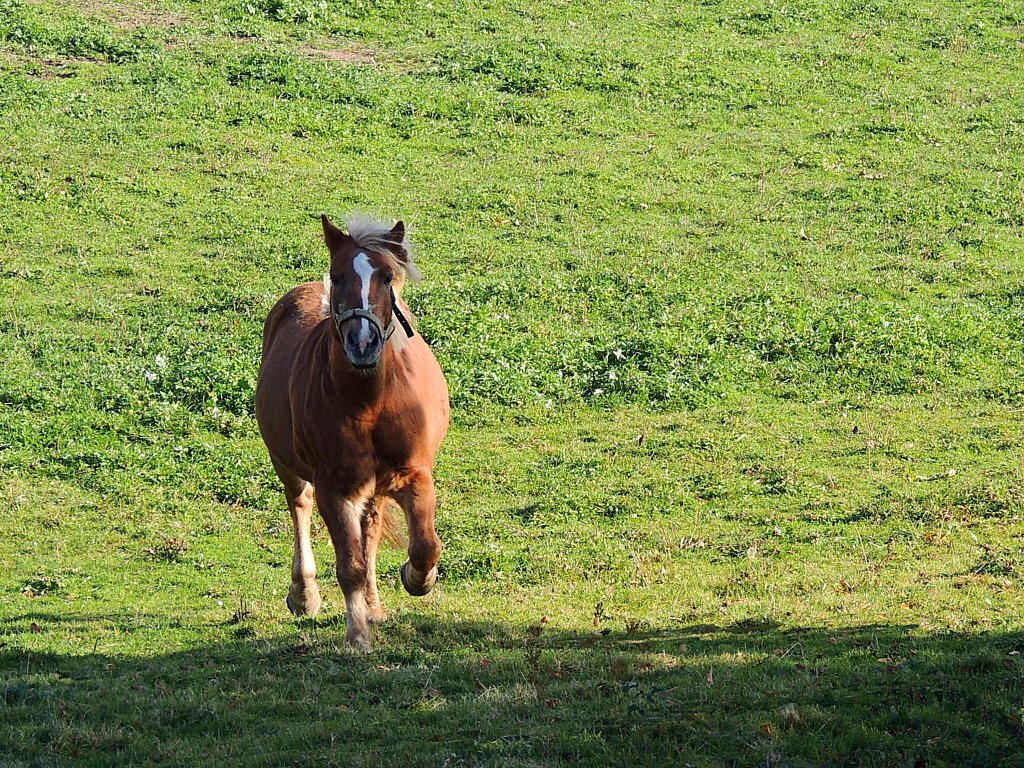 Haflinger sucht einen Spielgefhrten; 121101