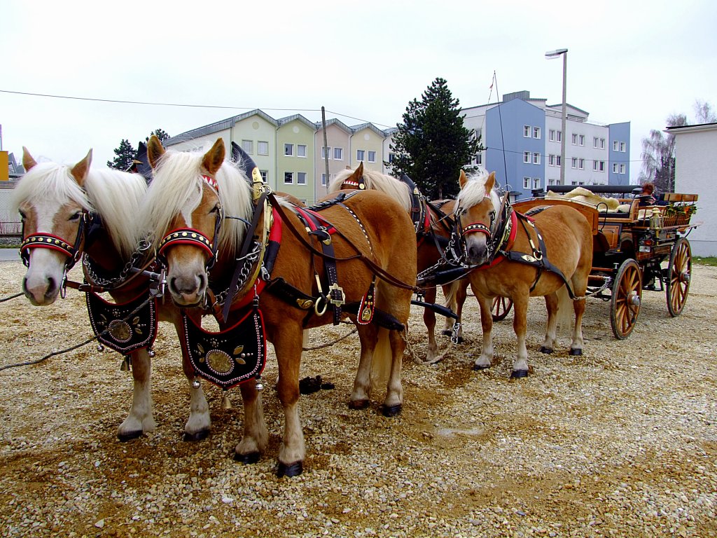 Haflinger im Vierergespann, warten auf den Einsatz zum Rieder-Pferdemarkt2013; 130402