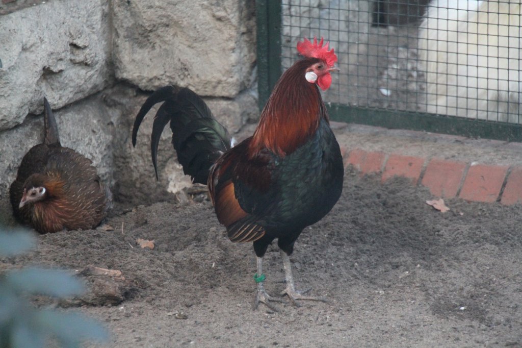 Hahn des Bankivahuhns (Gallus gallus) am 25.2.2010 im Zoo Berlin.
