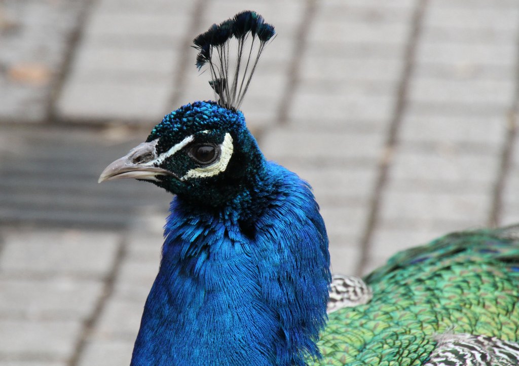 Hahn des Blauen Pfaus (Pavo cristatus) am 9.2.2010 im Zoo Karlsruhe.