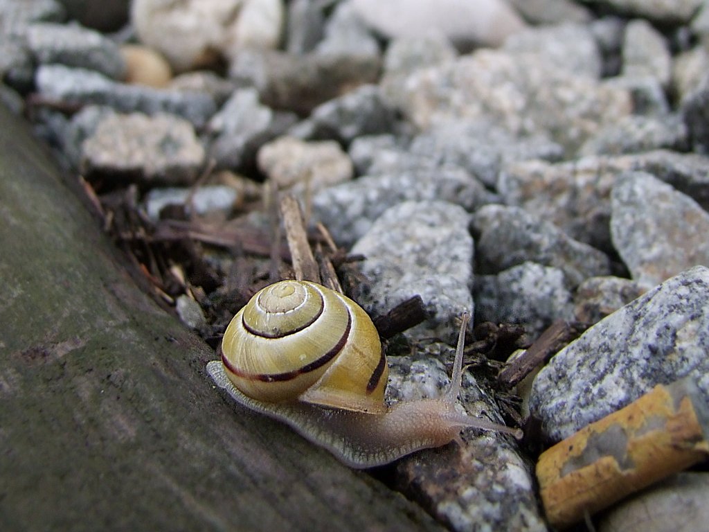 Hain-Bnderschnecke mit gelbem Haus kmpft sich durchs Gleisbett;100603