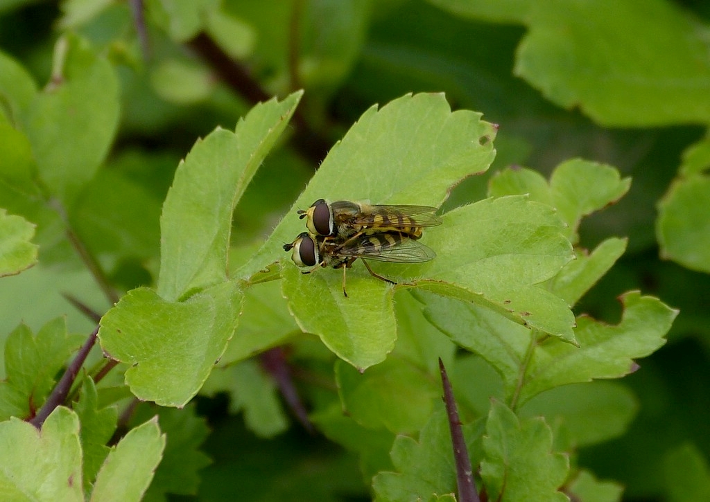 Hainschwebfliege (Episyrphus balteatus) gesehen am 15.06.2013