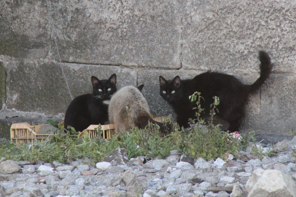 Halb verwilderte Hauskatzen am Bahnhof von Porto am 15.6.2010. Die Katzen wurden mittels einer Seilwinde mit Nahrung in einem Krbchen versorgt.