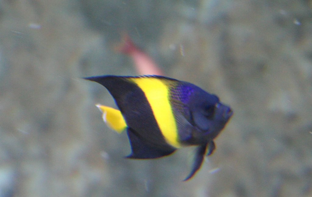 Halbmond-Kaiserfisch (Pomacanthus asfus) am 12.12.2009 im Aquarium des Berliner Zoos.