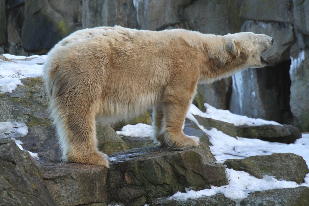 Hallo! Ich bin auch da und weisser als der graue Knut. Zoo Berlin am 25.2.2010.