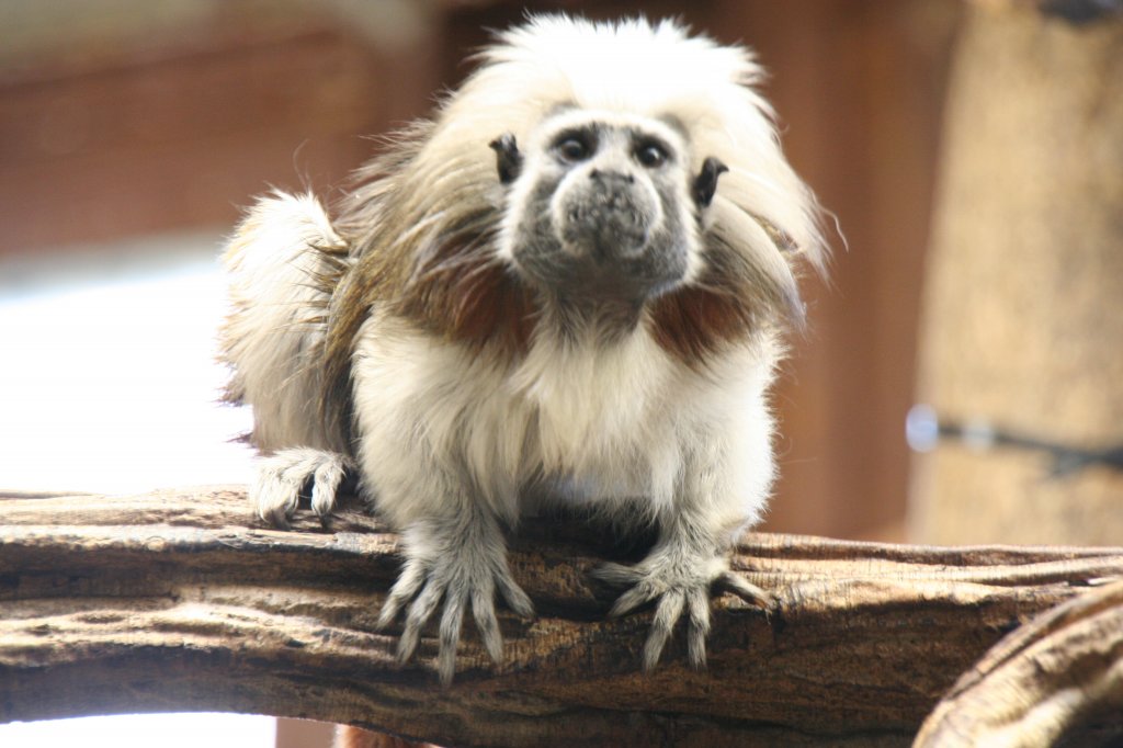 Hallo Ich heie Liszt. Ich bin ein Tamarin aus Kolumien und Panama. 7.12.2009 im Zoo Dresden.