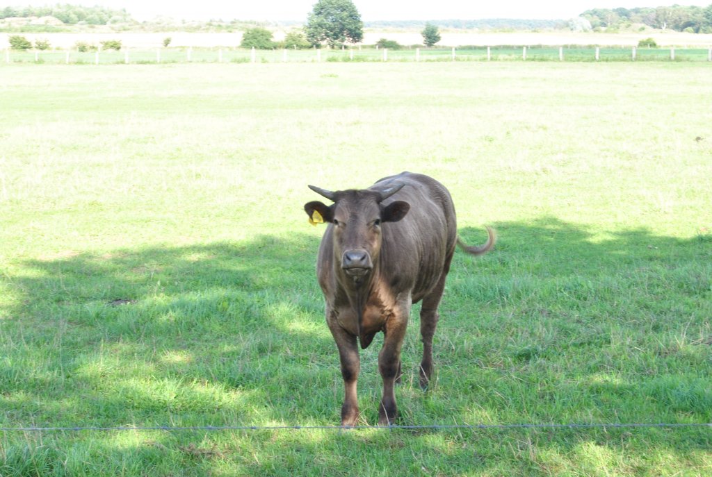 Hallo mein Name ist  Rind , und ich mchte gerne berhmt werden. Ich wurde fotografiert am 19.08.2010. Hier findet mich auf einer Weide bei Steinwedel.