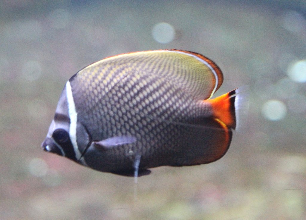 Halsband-Falterfisch (Chaetodon collare) am 12.3.2010 im Zooaquarium Berlin.