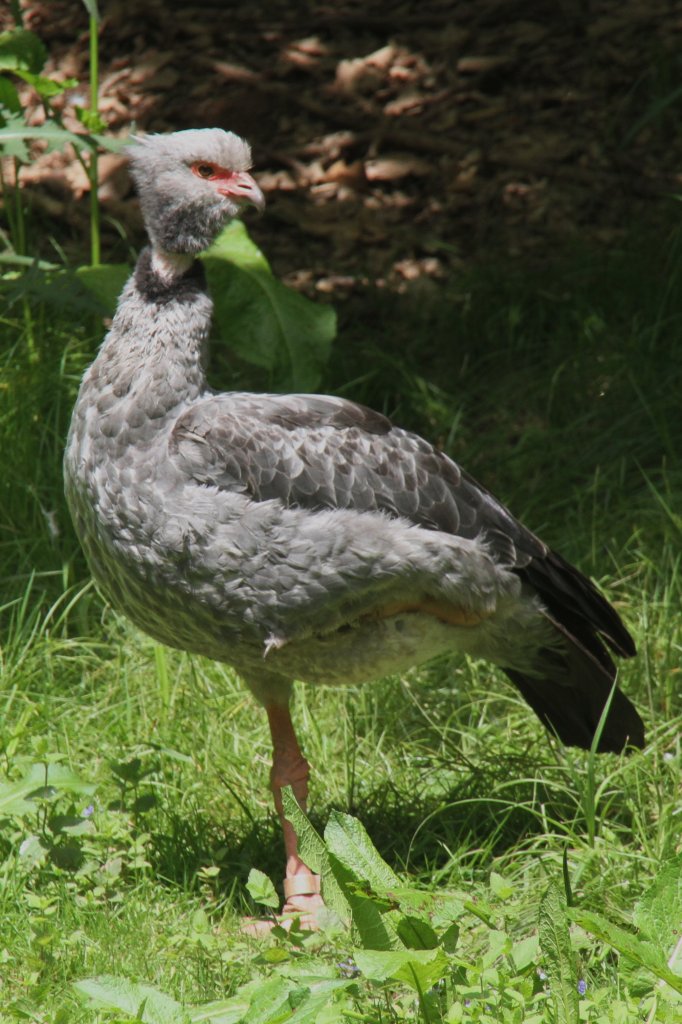 Halsband-Wehrvogel (Chauna torquata) am 4.6.2010 im Vogelpark Steinen.
