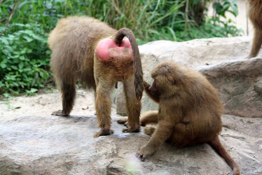 Hamadryas Baboon (Papio hamadryas), auf deutsch als Mantelpavian bezeichnet im Singapore Zoo am 11.Mai 2010.