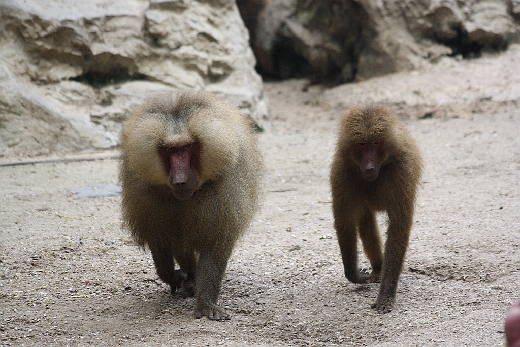 Hamadryas Baboon (Papio hamadryas), auf deutsch als Mantelpavian bezeichnet im Singapore Zoo am 11.Mai 2010.