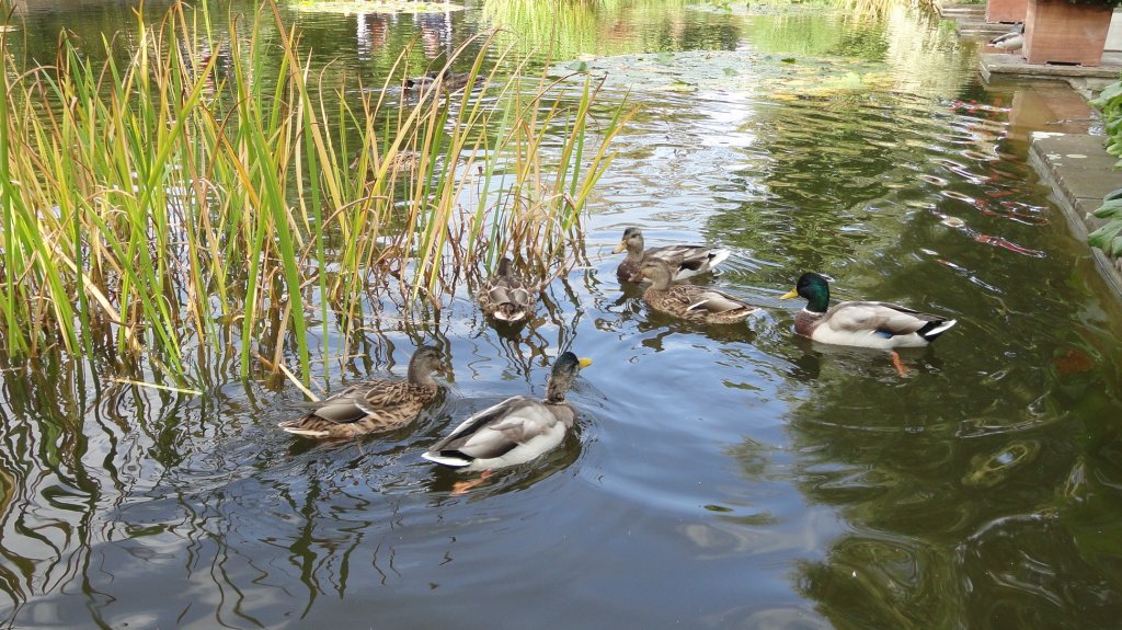 Hamburg am 23.9.2012: Stockenten im Park „Planten un Blomen“