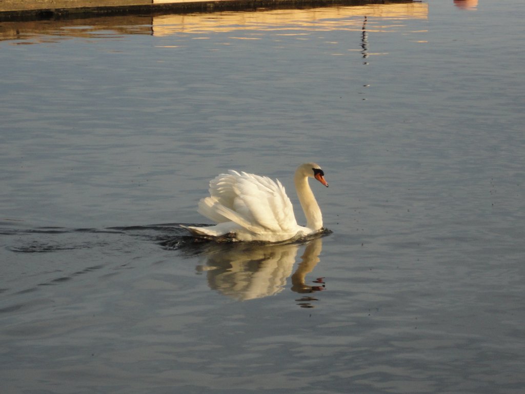 Hamburg am 26.5.2012: Hckerschwan auf der Auenalster