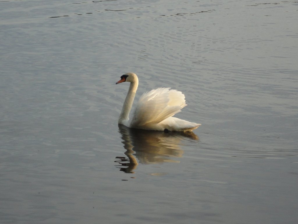 Hamburg am 26.5.2012: Hckerschwan auf der Auenalster