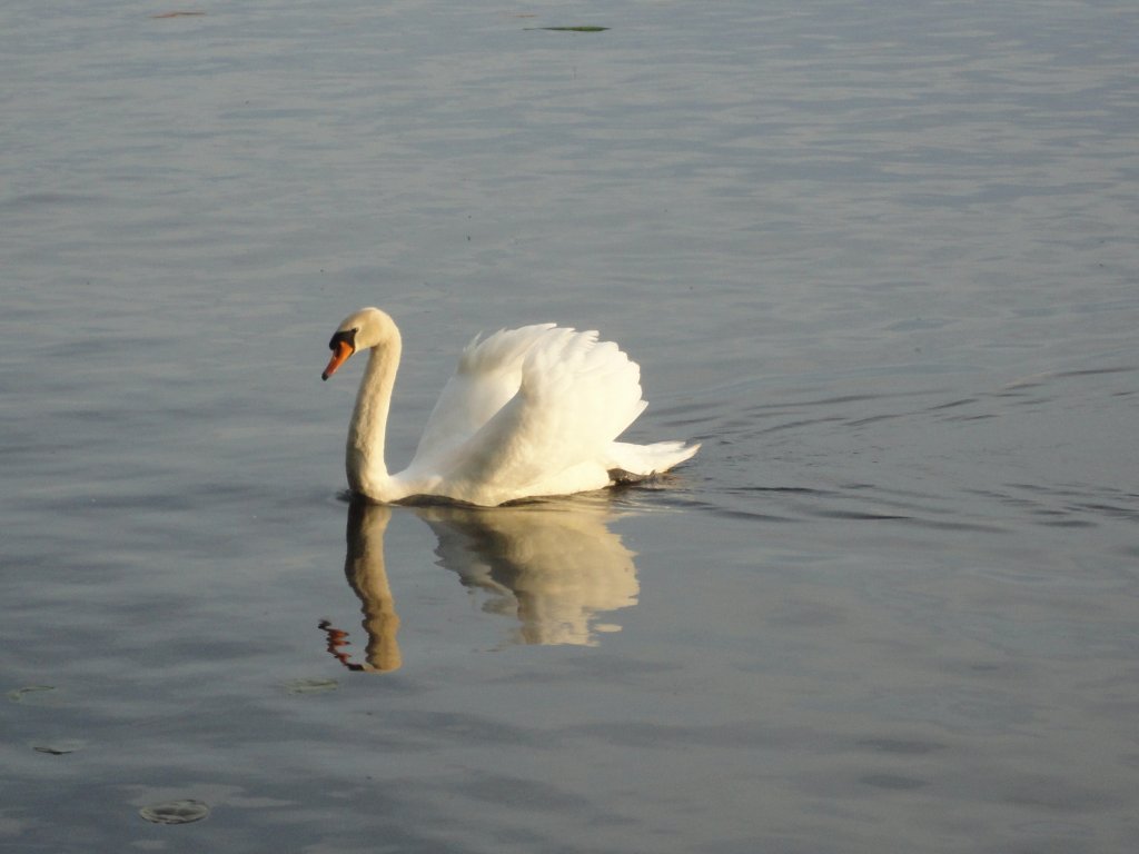 Hamburg am 26.5.2012: Hckerschwan auf der Auenalster