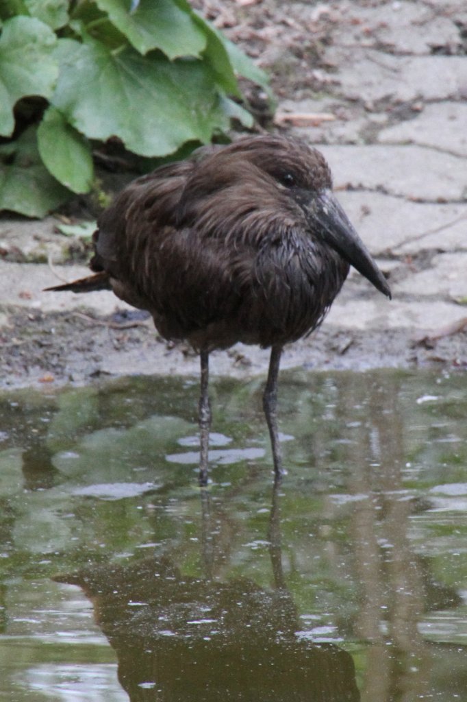 Hammerkopf oder Schattenvogel (Scopus umbretta) am 26.4.2010 im Vogelpark Eggenstein-Leopoldshafen.