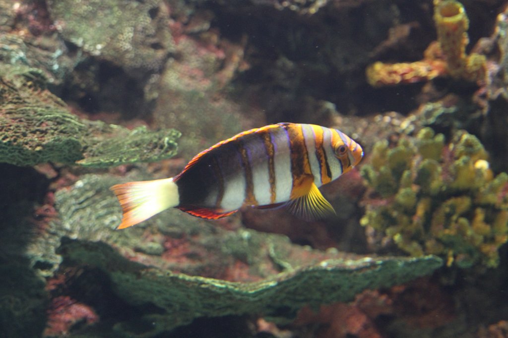 Harlekin Lippfisch (Choerodon fasciatus) am 25.9.2010 im Toronto Zoo.
