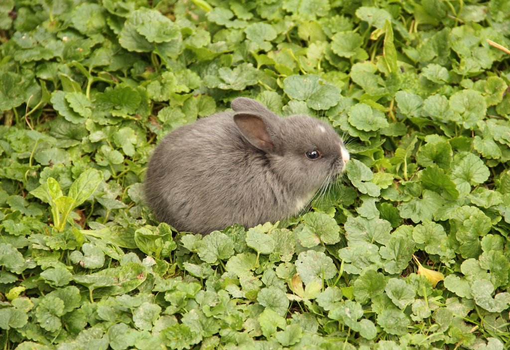 Ein Hase hockt an der Böschung in Aachen-West am Abend des 19.6.2012