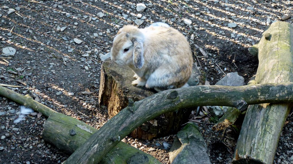 Hase in Zeulenroda. Foto 09.05.13