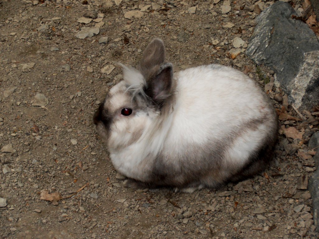 Hase in Zeulenroda. Foto 16.05.2012