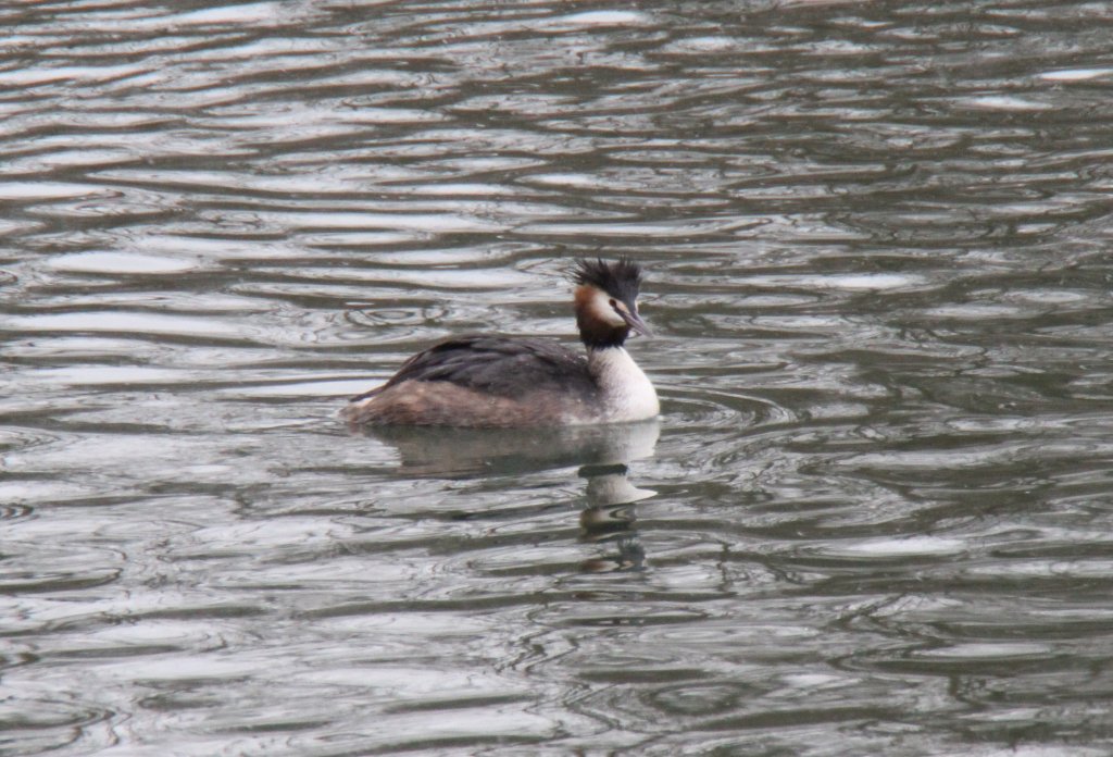 Haubentaucher (Podiceps cristatus) am 12.2.2009 am Oberrhein bei Altenheim.
