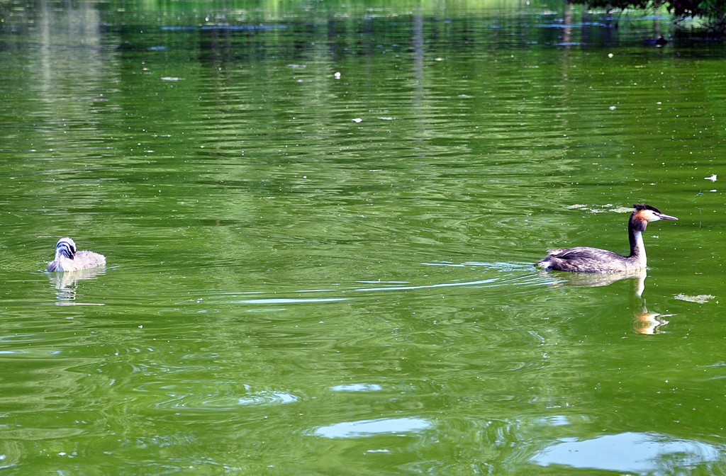 Haubentaucher und sein Kken in der Rheinaue Bonn - 26.07.2012