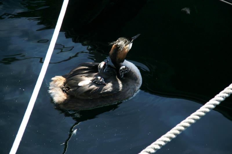 Haubentaucher-Taxi im Genfer See.