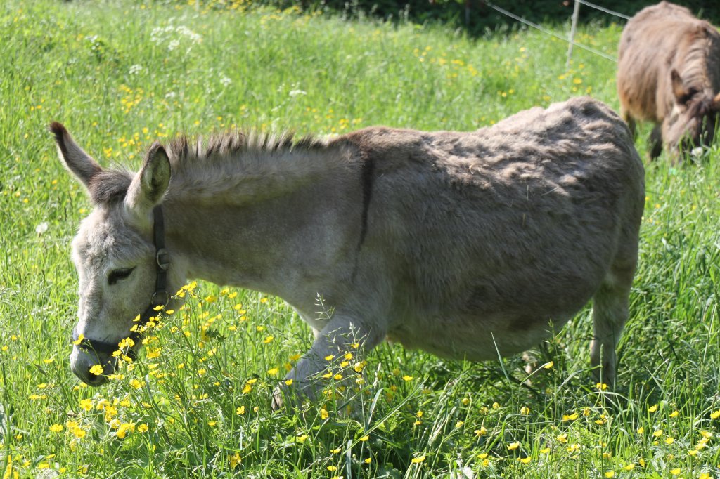 Hausesel am 22.5.2010 in Kaatschen.