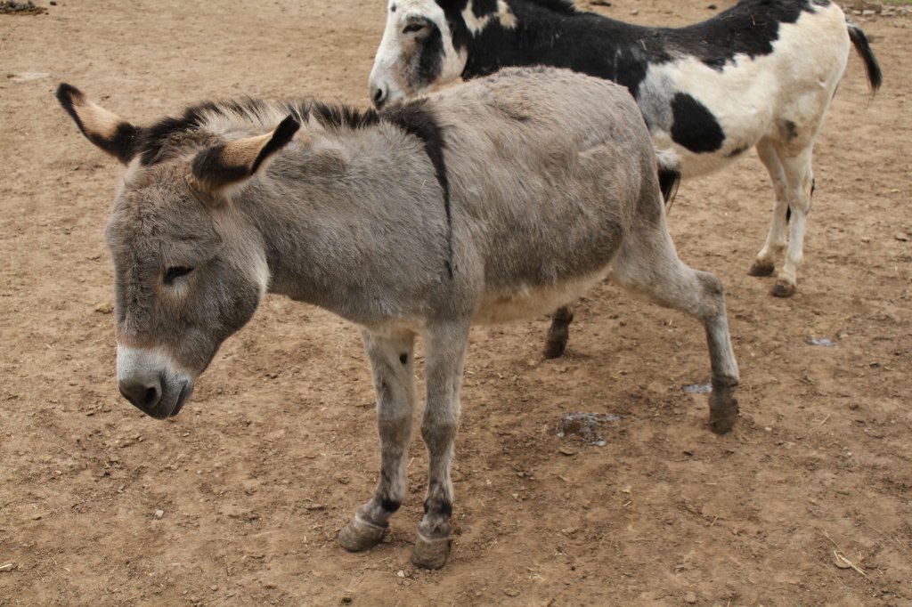 Hausesel am 2.5.2010 im Freizeitpark Memleben. Der Urin wird anschlieend vom Hengst gepft, ob die Stute hei ist.