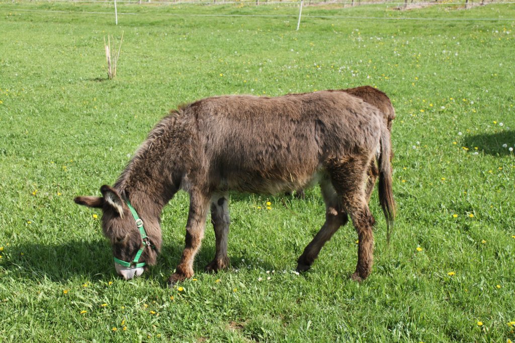 Hausesel am 5.5.2010 in Kaatschen.