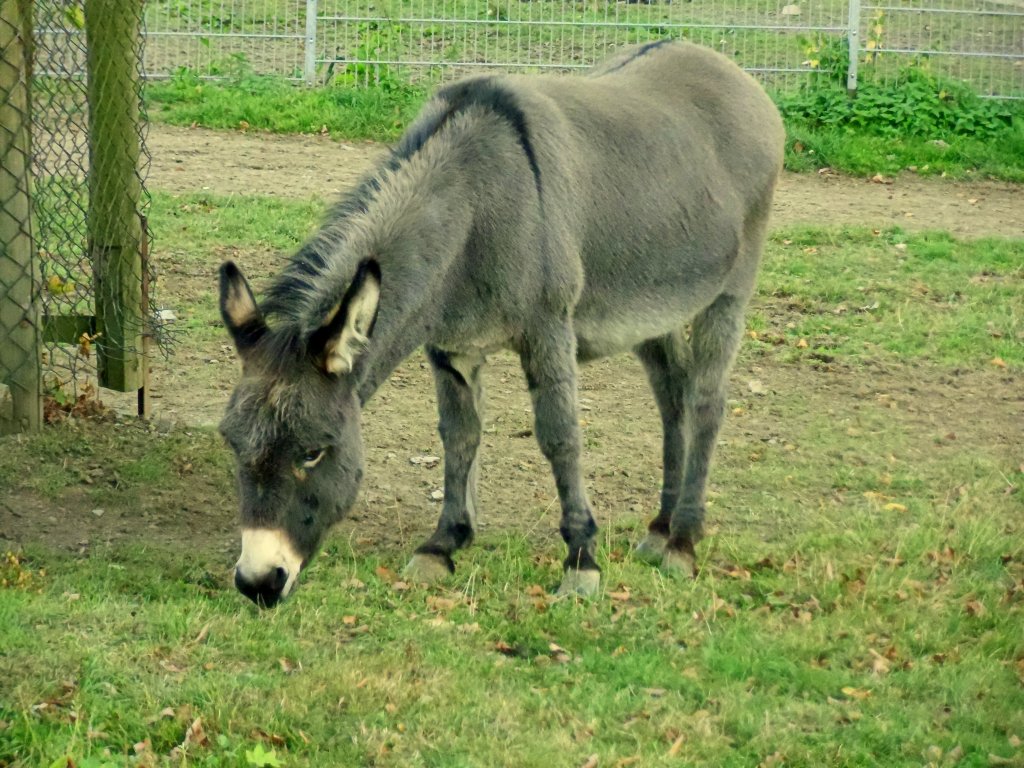 Hausesel im Tiergehege Zeulenroda am 14.09.12