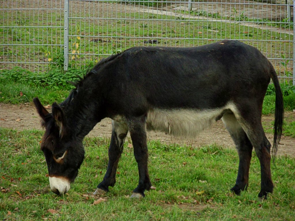 Hausesel im Tiergehege Zeulenroda am 14.09.12