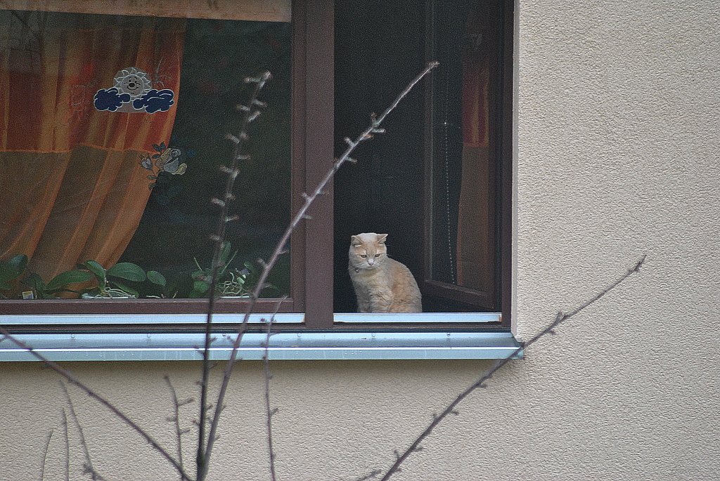 Hauskatze am Fenster. Foto vom 04.11.10.